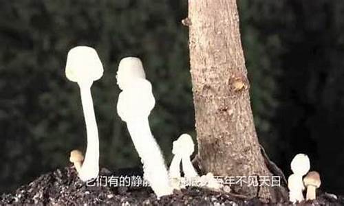 奥妙无穷的微生物世界-探秘微生物世界