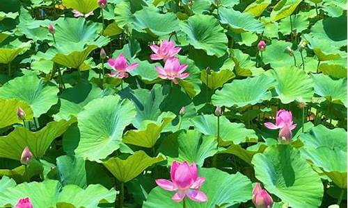 芙蓉出水碧波荡漾-什么是芙蓉出水形态