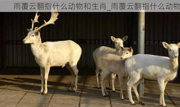 雨覆云翻指什么动物和生肖_雨覆云翻指什么动物