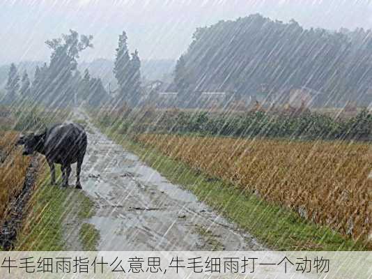 牛毛细雨指什么意思,牛毛细雨打一个动物