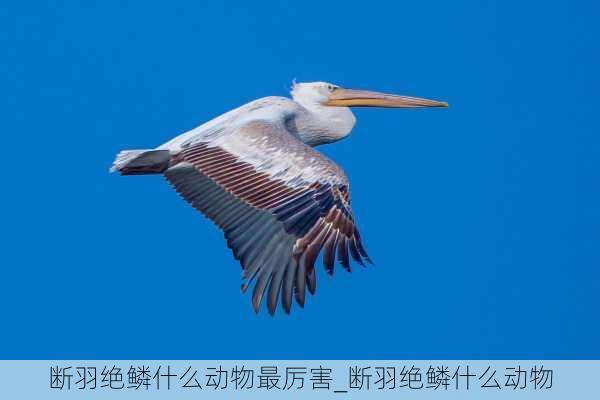 断羽绝鳞什么动物最厉害_断羽绝鳞什么动物