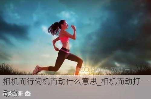 相机而行伺机而动什么意思_相机而动打一动物