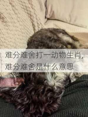 难分难舍打一动物生肖,难分难舍是什么意思