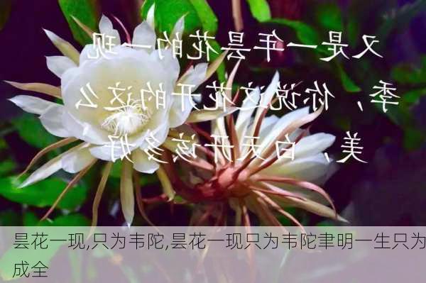 昙花一现,只为韦陀,昙花一现只为韦陀聿明一生只为成全