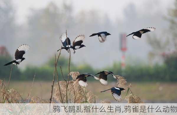 鸦飞鹊乱指什么生肖,鸦雀是什么动物