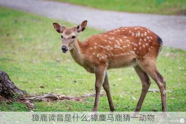 獐鹿读音是什么,獐麇马鹿猜一动物