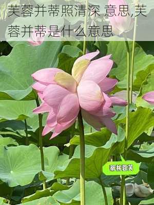 芙蓉并蒂照清深 意思,芙蓉并蒂是什么意思