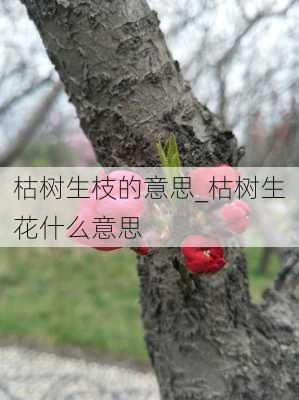 枯树生枝的意思_枯树生花什么意思