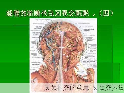 头颈相交的意思_头颈交界线