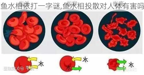 鱼水相依打一字谜,鱼水相投散对人体有害吗