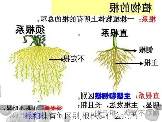 根和株有何区别,根株是什么意思