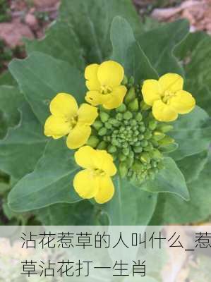 沾花惹草的人叫什么_惹草沾花打一生肖