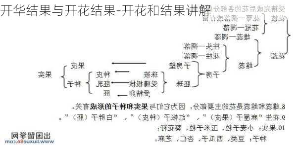 开华结果与开花结果-开花和结果讲解